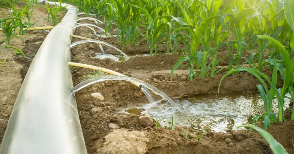 Furrow Irrigation